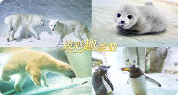 邀老师免费游海洋，圣亚来安排！