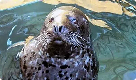 大连圣亚海洋世界“被救助斑海豹”59天回家之旅