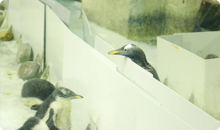 圣亚“南极小企鹅”上幼儿园，鹅爸鹅妈园外24小时守候