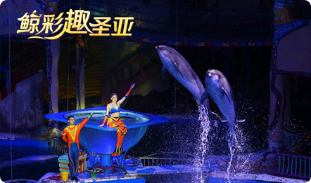中秋国庆游大连，爱享海洋趣大连圣亚海洋世界