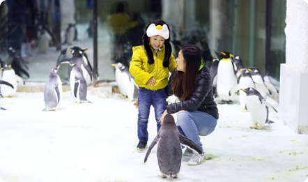 大连圣亚“场景式旅游体验”项目，与“南极企鹅”近距离互动