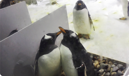 大连圣亚“企鹅繁育季”为国庆旅游添浪漫