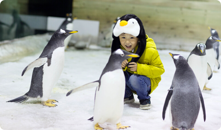 福利：游客可在大连圣亚海洋世界与企鹅近距离