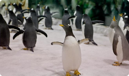 【大惊喜】企鹅家族自驾江苏镇江，围观攻略大放送！