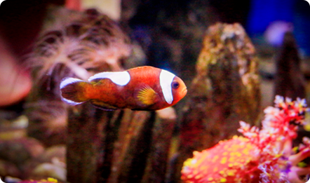 【趣味海洋】提起小丑鱼，大连圣亚海洋世界里可不只有尼莫！