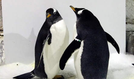 萌亚科普 | 南极企鹅岛恋爱季！圣亚鹅族们为求爱各显神通