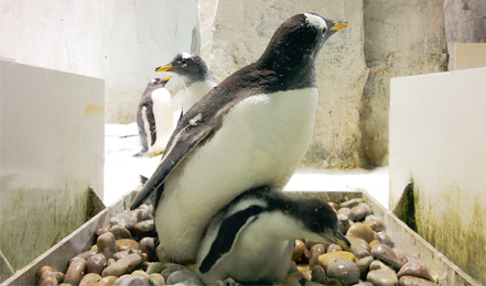 大连圣亚海洋世界为小企鹅庆满月，暖萌科普记录成长