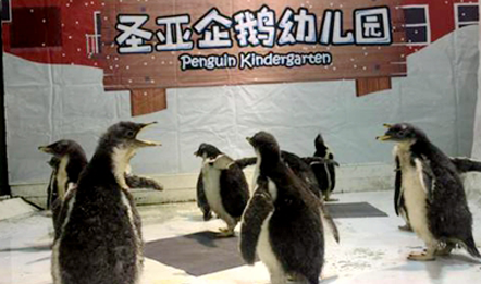 大连开了家“企鹅幼儿园”