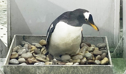 企鹅生蛋迎国庆，圣亚海洋世界十一生日游客享半价优惠