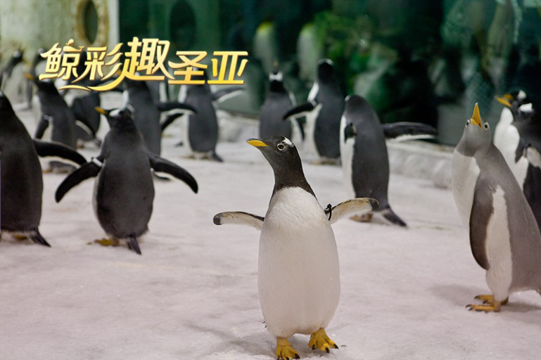 【甜蜜海洋】海水有多咸，大连圣亚海洋世界里的“小情人”们就有多甜