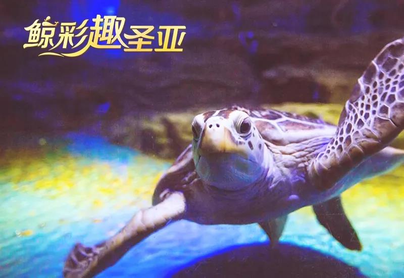 趣事件 | 绿海龟戏超多，又又又卡住了？？全程有视频记录